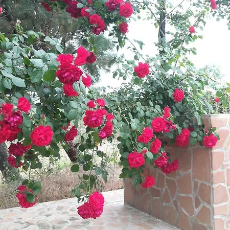 Agriturismo Colle Del Sindaco Petrizia