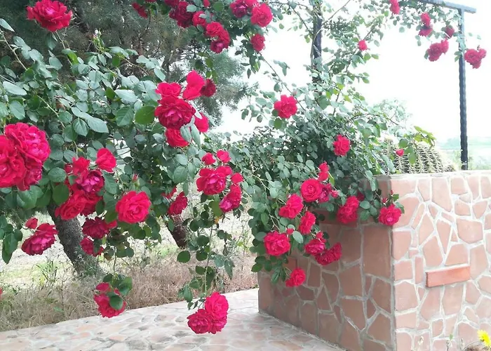 Colle Del Sindaco Petrizia